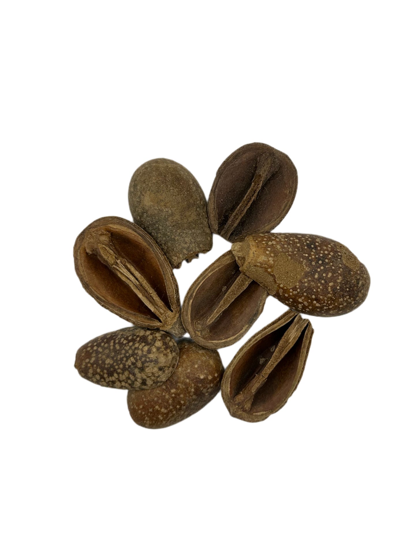 Pear Pods