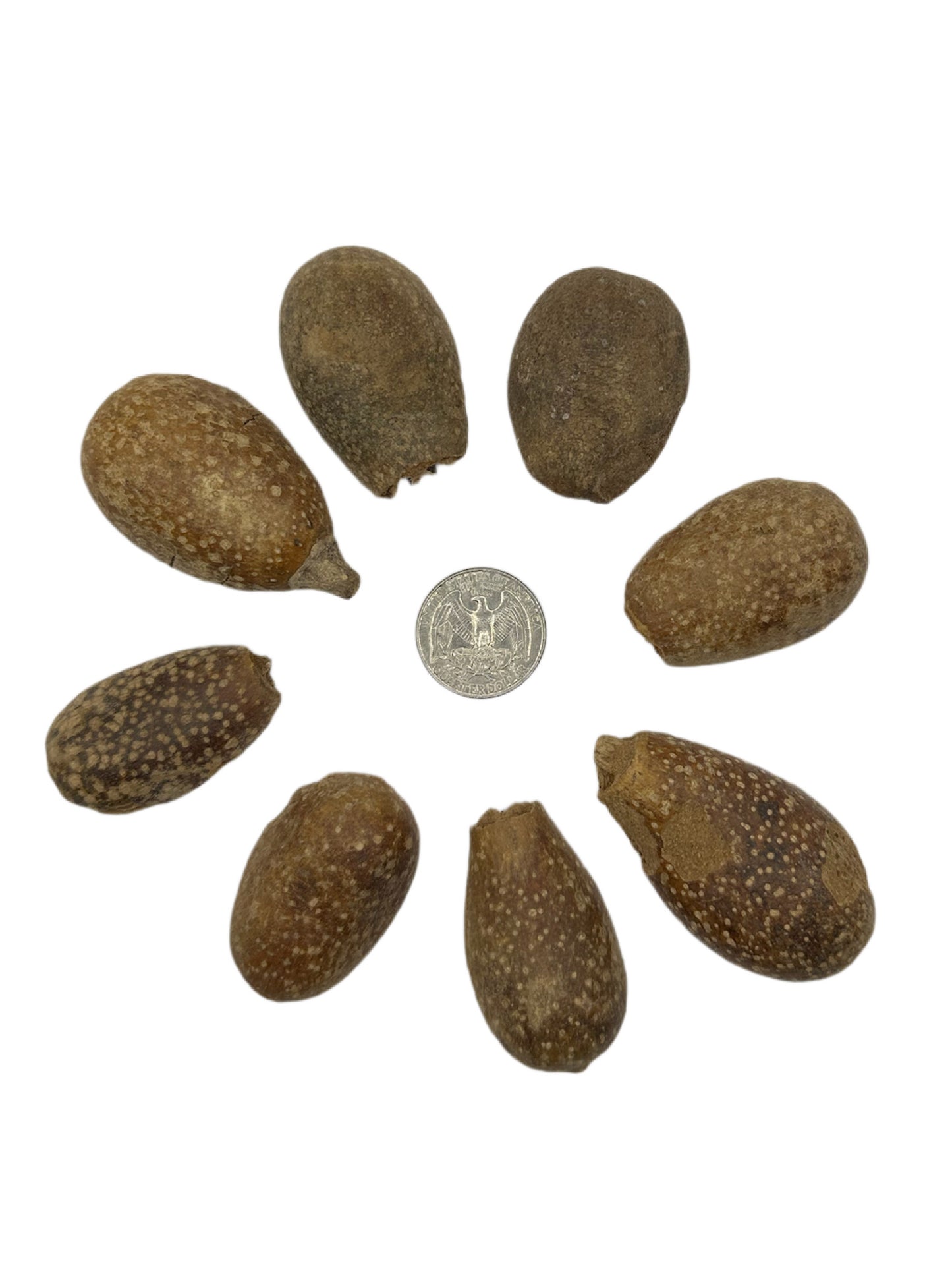 Pear Pods