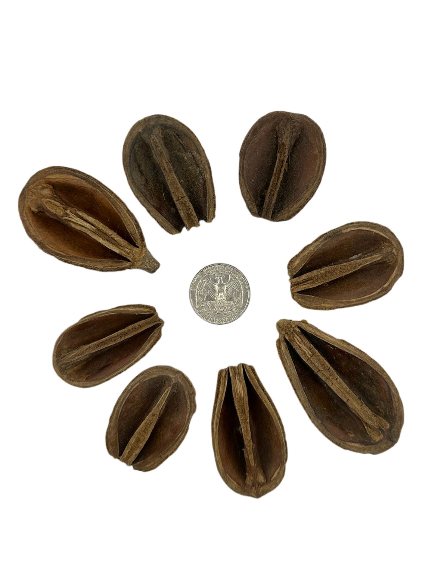 Pear Pods
