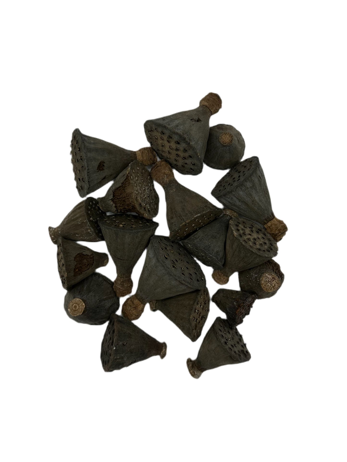 Mini Lotus Seed Pods