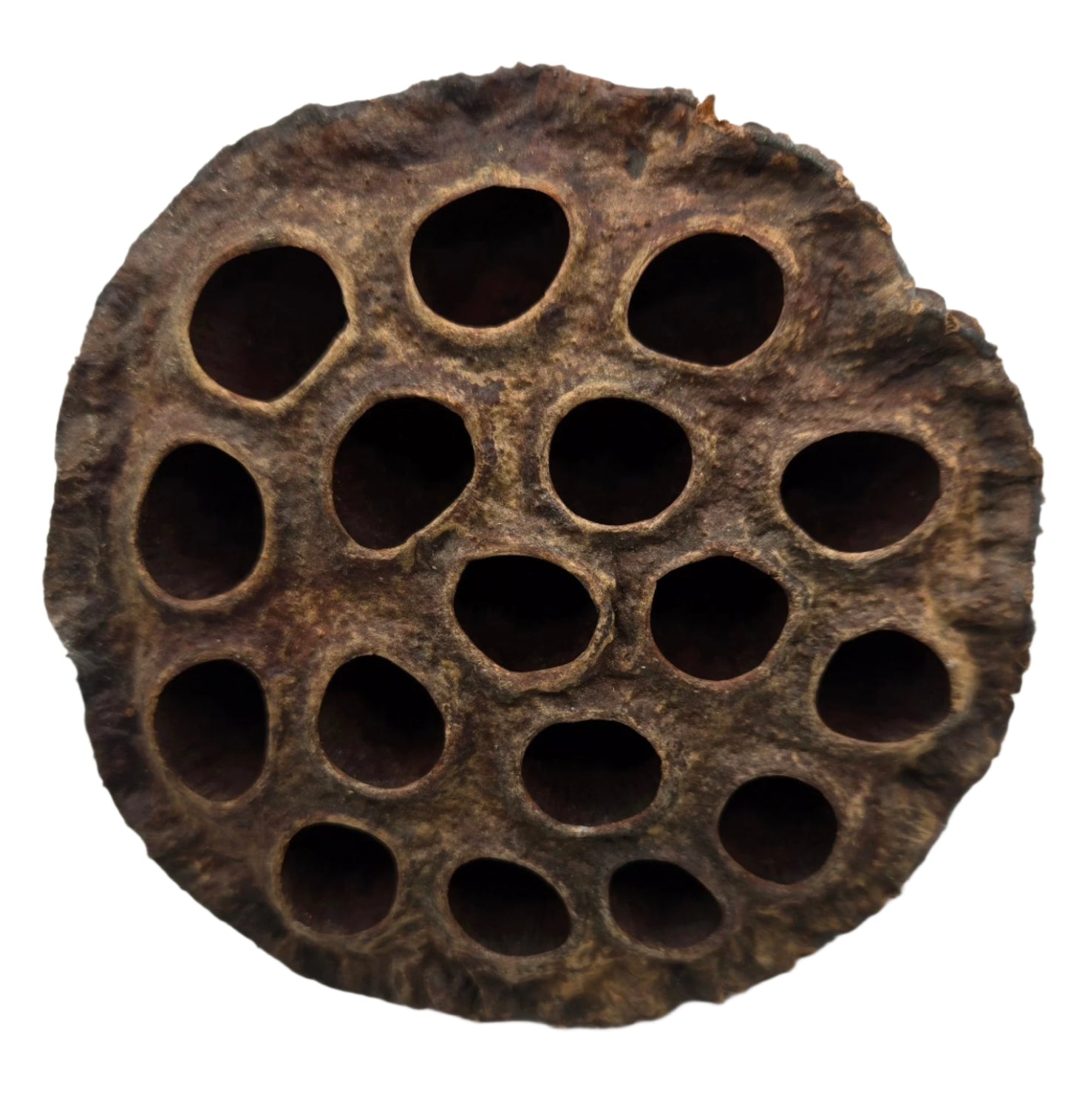Lotus Seed Pod Heads