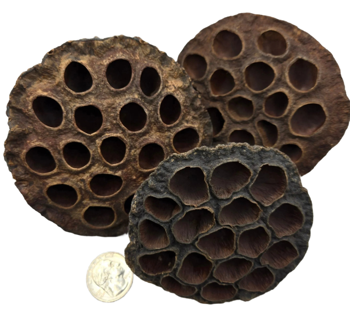 Lotus Seed Pod Heads