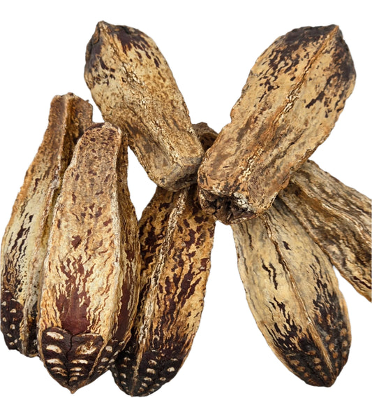 Mahogany Seed Pod