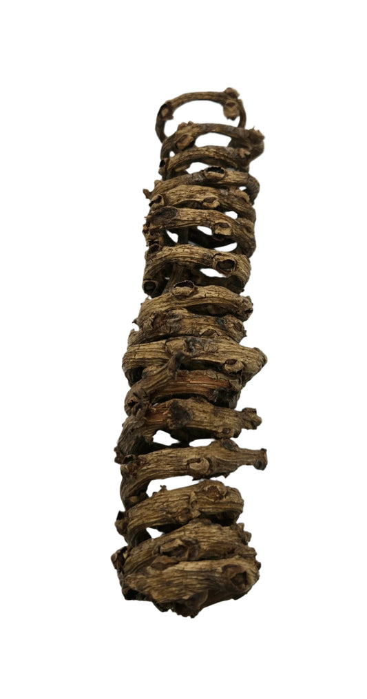 Palm Tail Spring