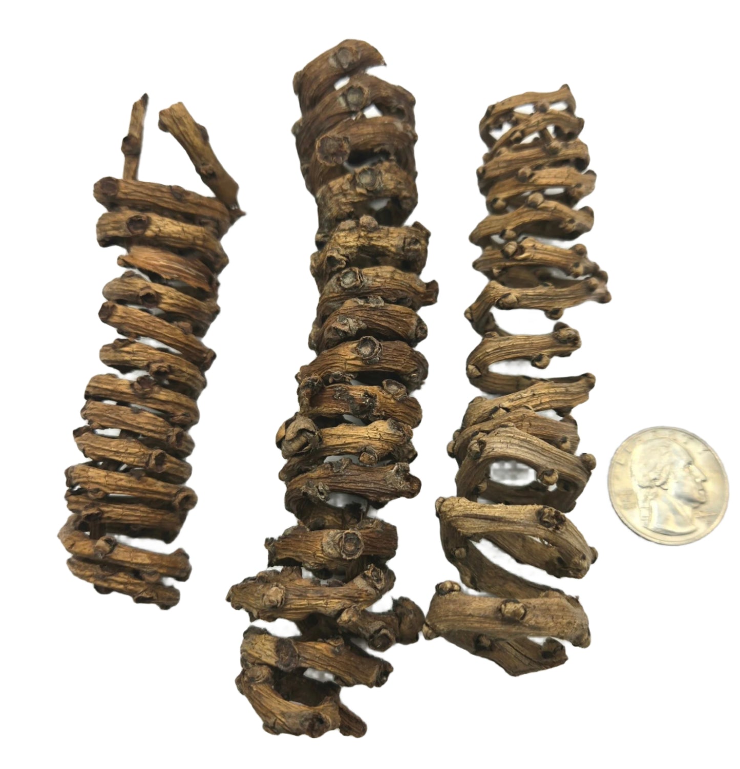 Palm Tail Spring