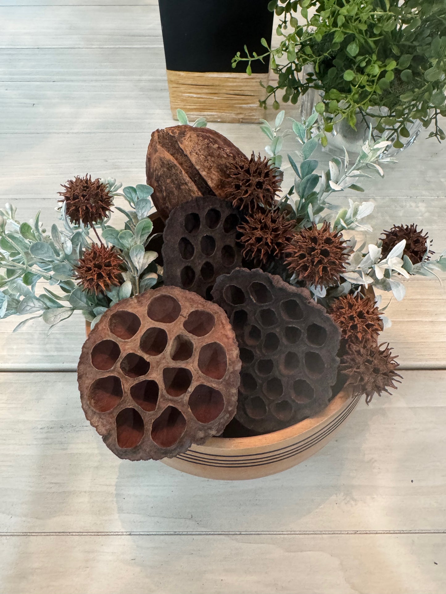 Lotus Seed Pod Heads