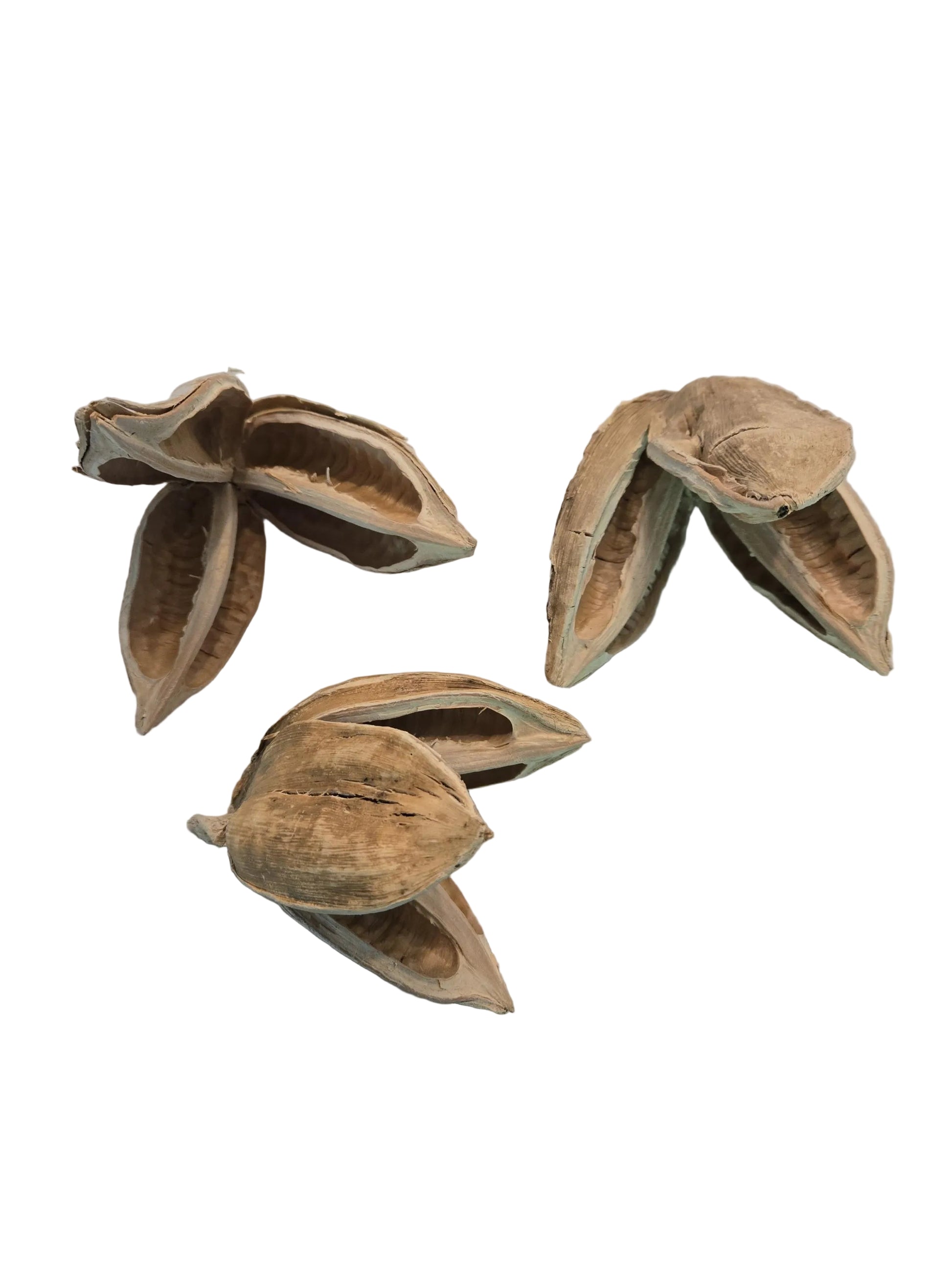 Three bleached and textured dried flower pods with three petals.