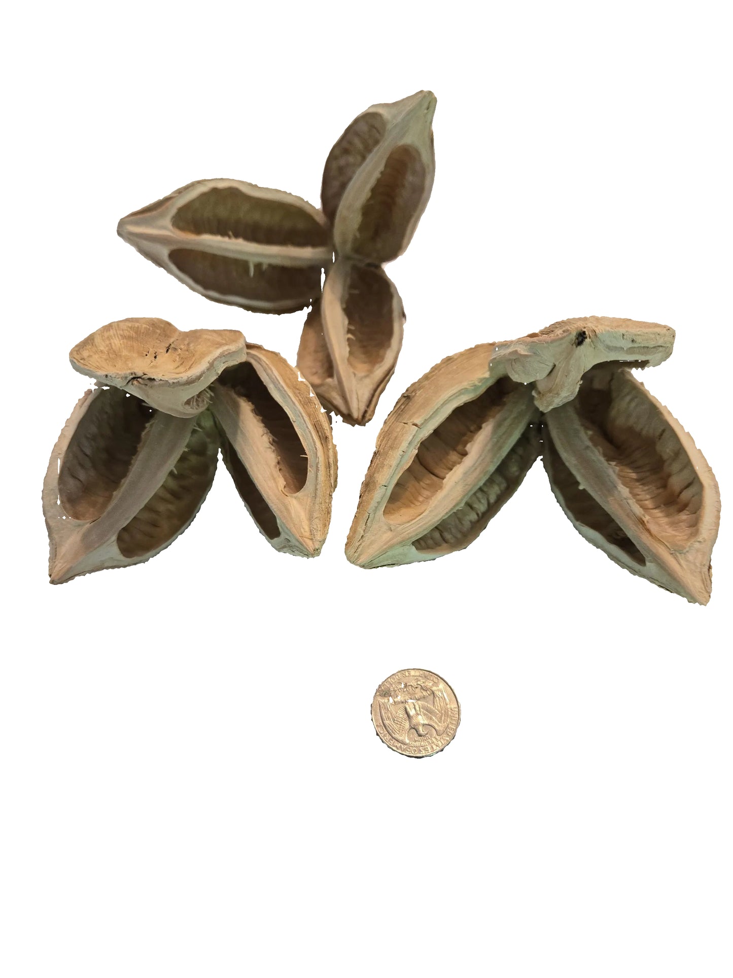 Three bleached and textured dried flower pods with three petals with a coin for size comparison.