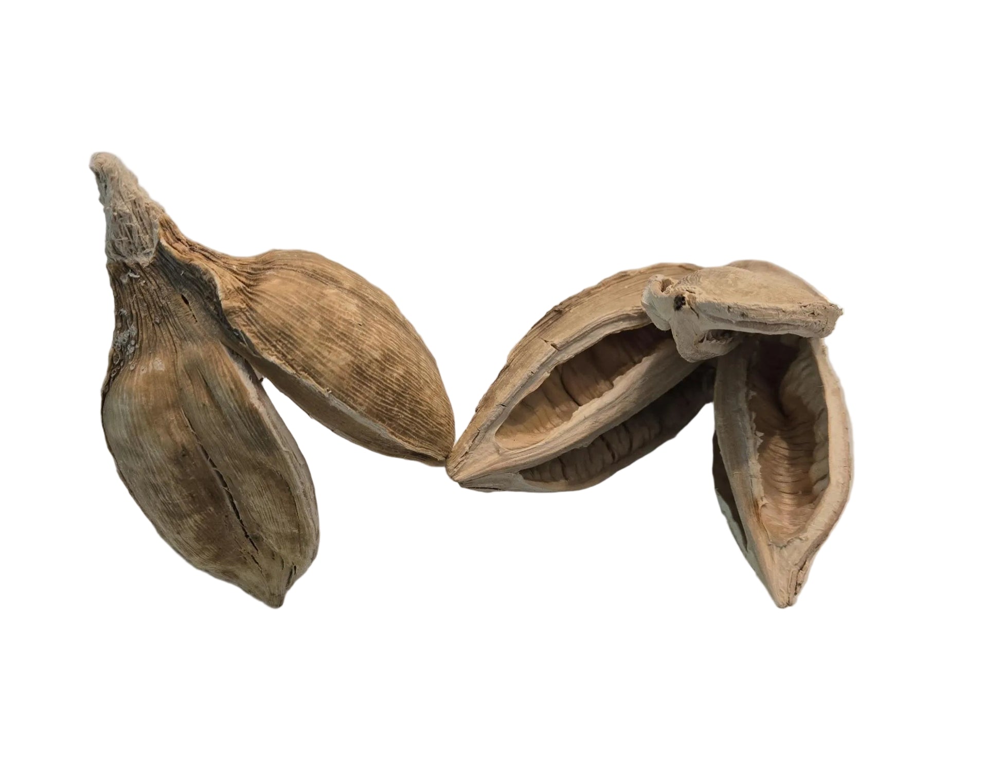 Two dried plant pods that are textured on a white surface