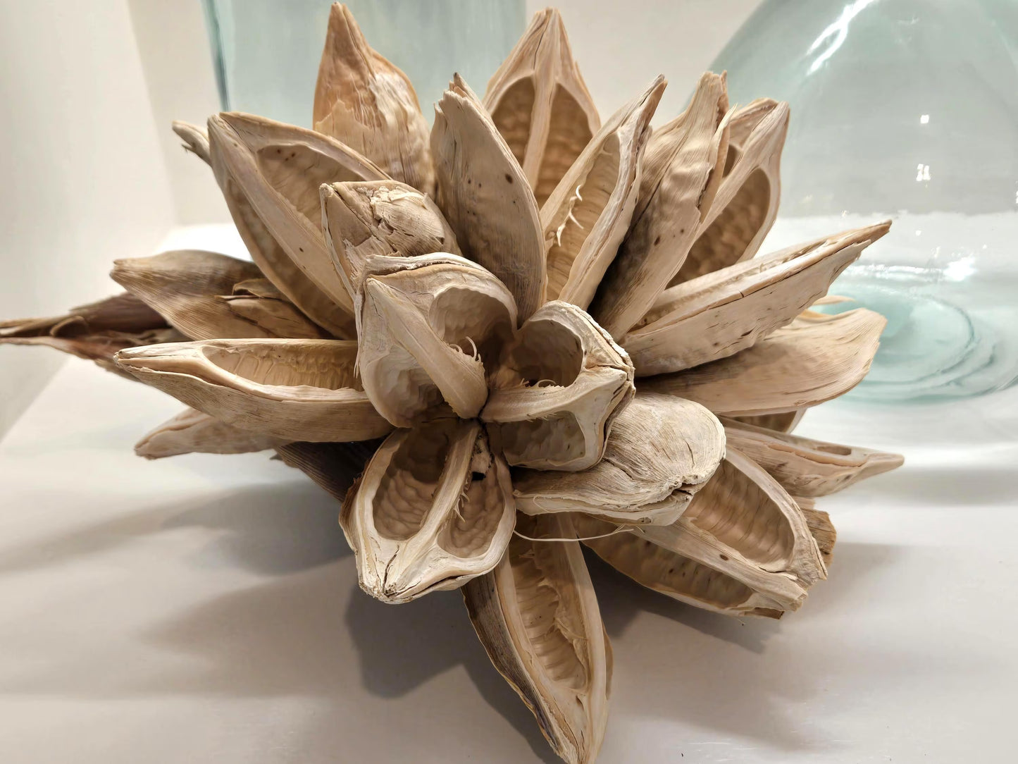 Sororoca Starry Pod - Bleached