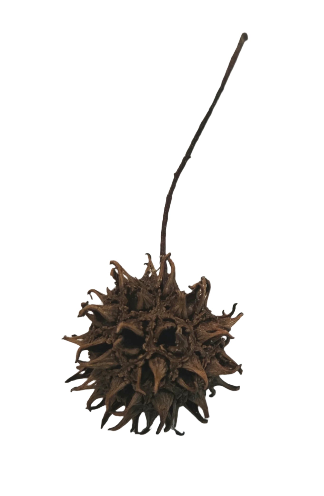 Sweetgum Pods