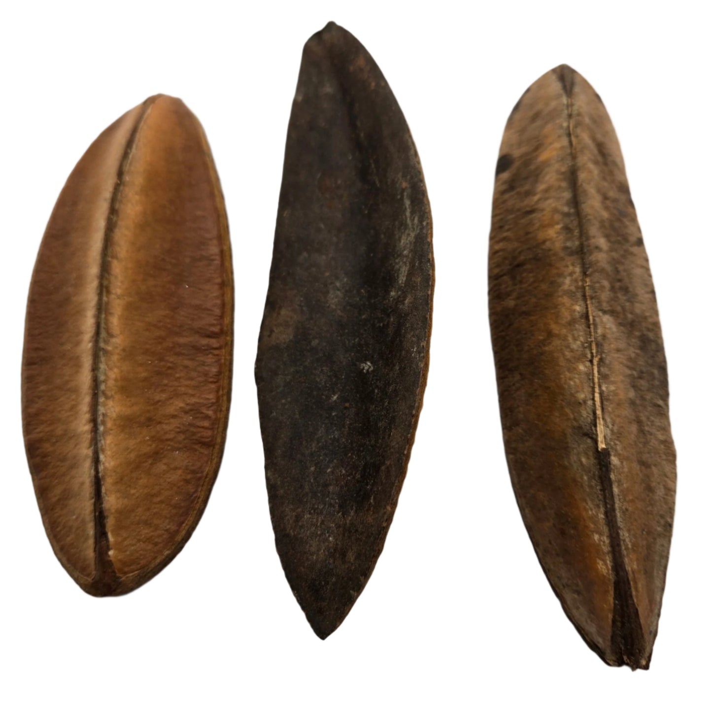 Antiquorum Triangle Pods
