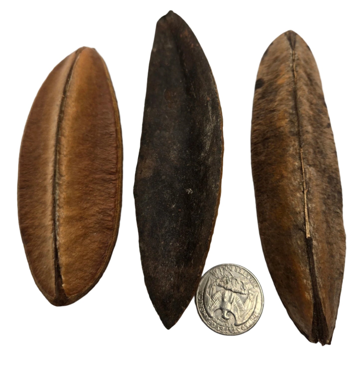 Antiquorum Triangle Pods