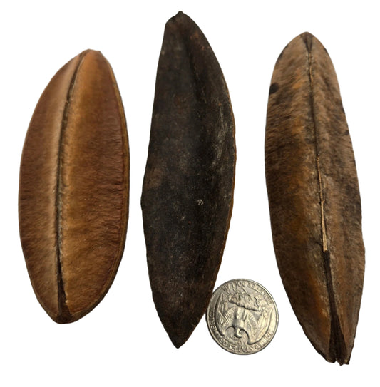 Antiquorum Triangle Pods