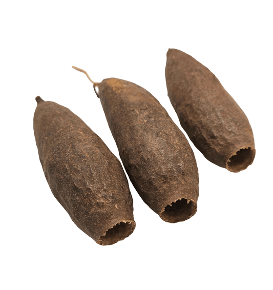 Trumpet Seed Pod