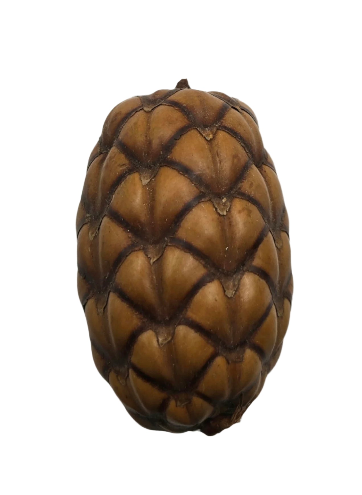 Uxi Dragon's Egg Pod