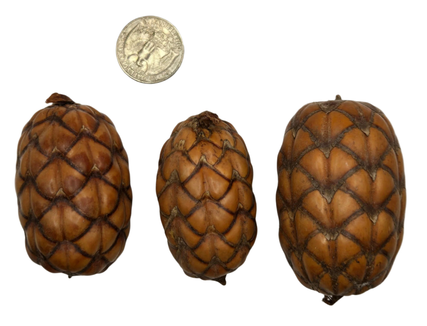 Uxi Dragon's Egg Pod
