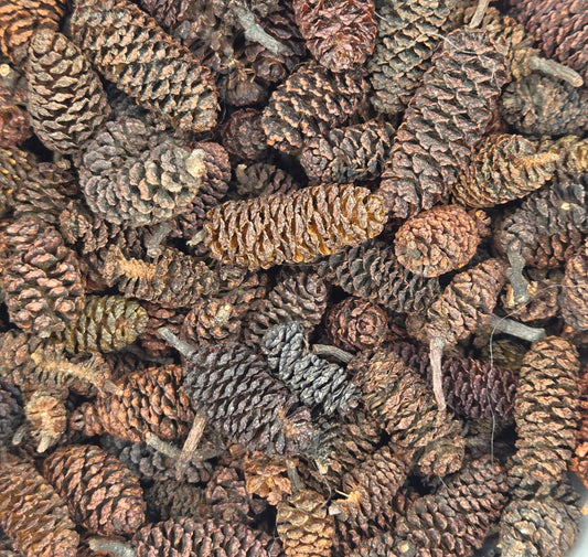 Birch Cones
