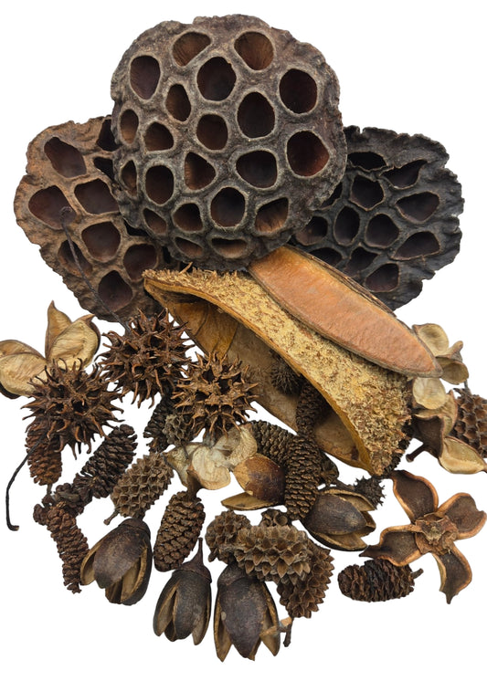 Botanical Seed Pod Variety Pack - 38 Pieces