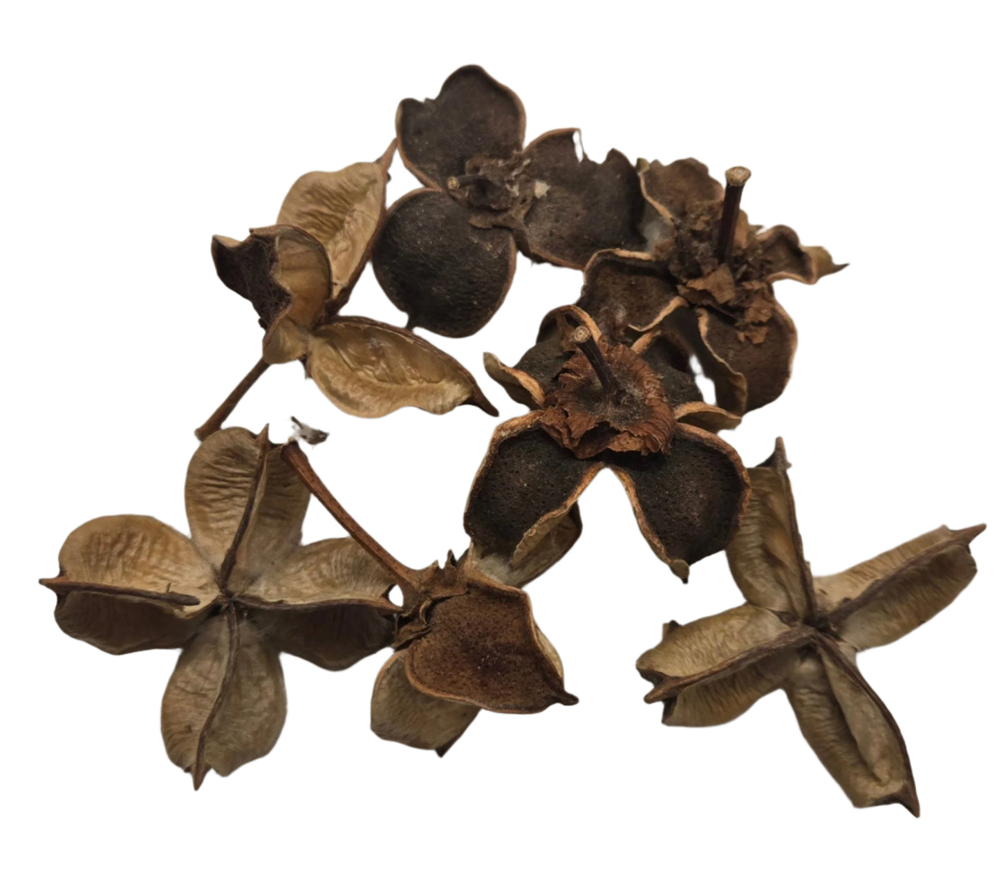 Cotton Flower Pod