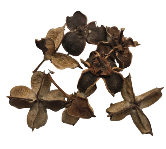 Cotton Flower Pod
