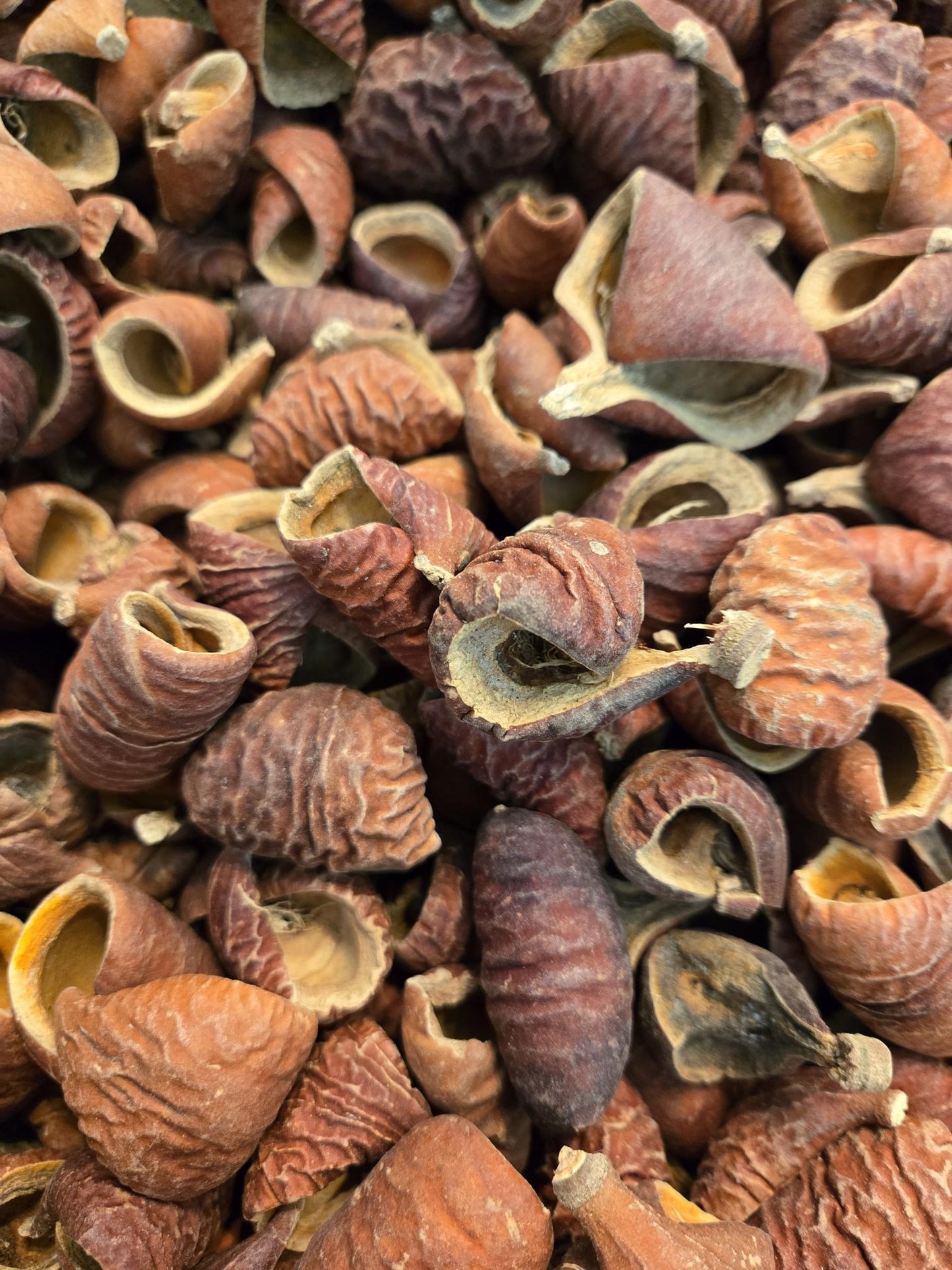 Dysoxylum Lafia Seed Pods