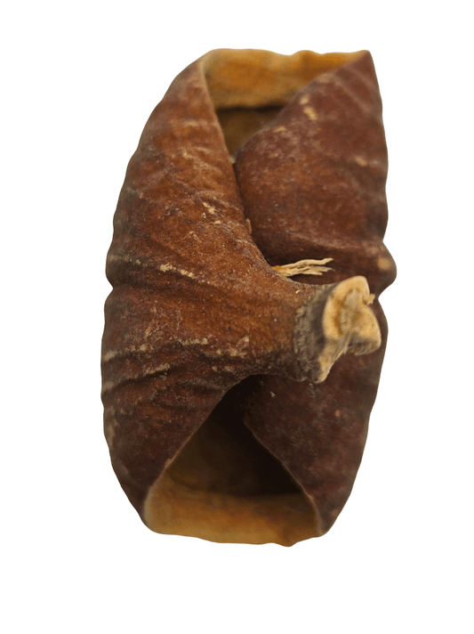 Dysoxylum Lafia Seed Pods