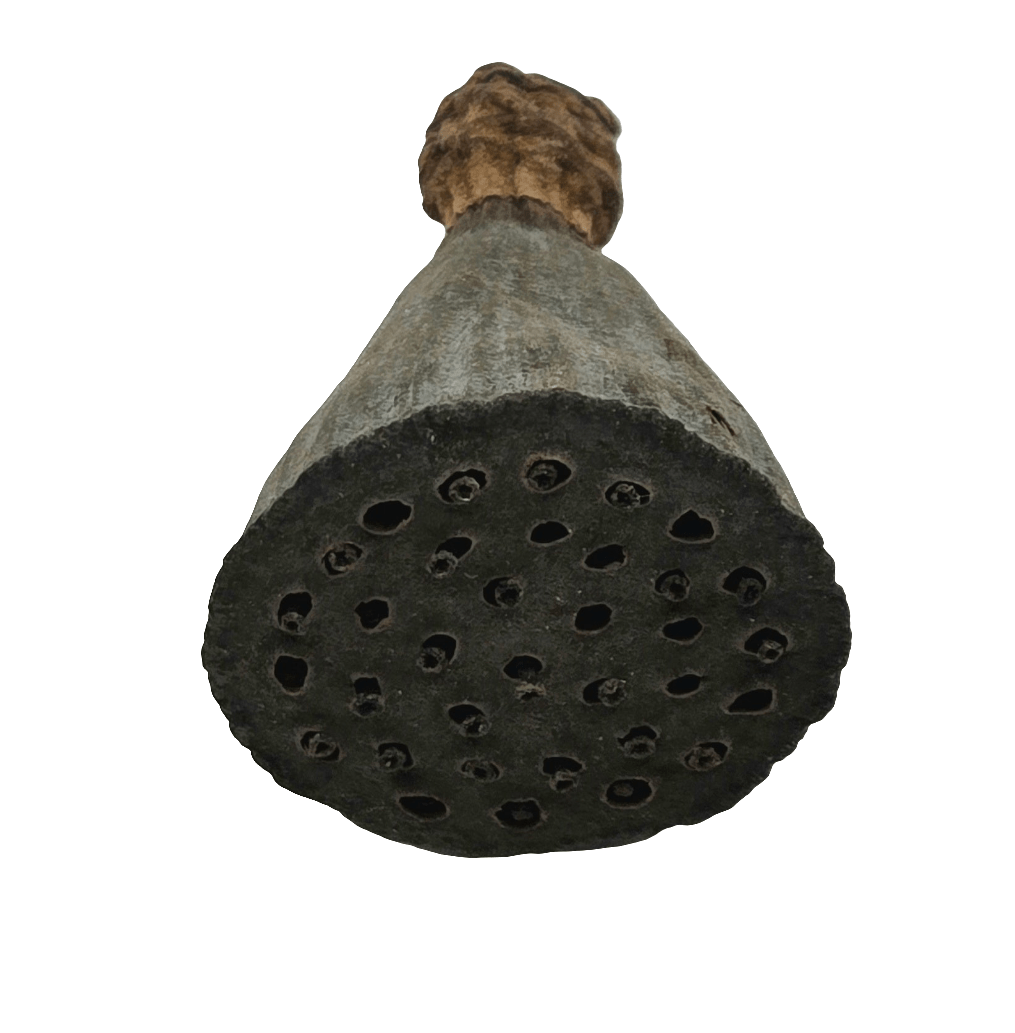 Mini Lotus Seed Pods