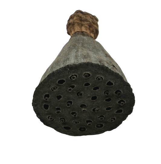 Mini Lotus Seed Pods