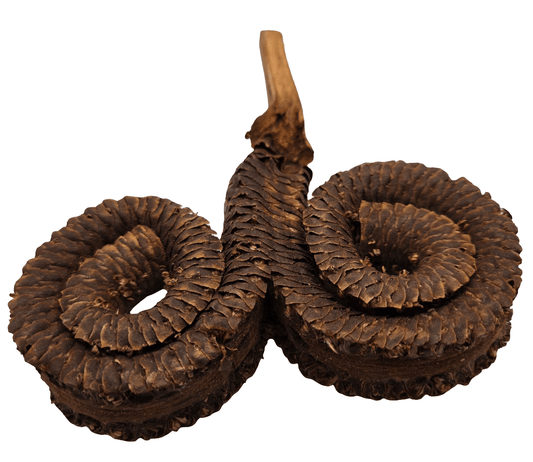 Ram's Horn Seed Pod