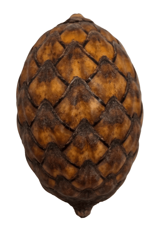 Cane Fruit Rattan Pod